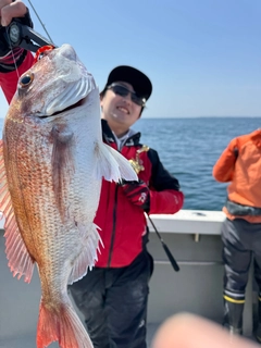 マダイの釣果