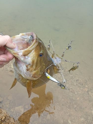 スモールマウスバス