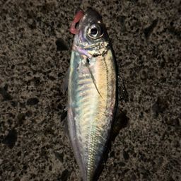 アジ