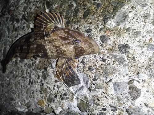 アイナメの釣果