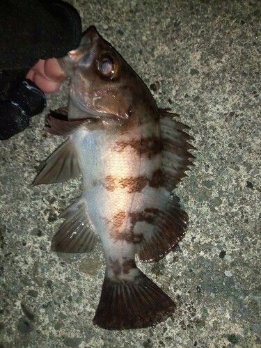 メバルの釣果