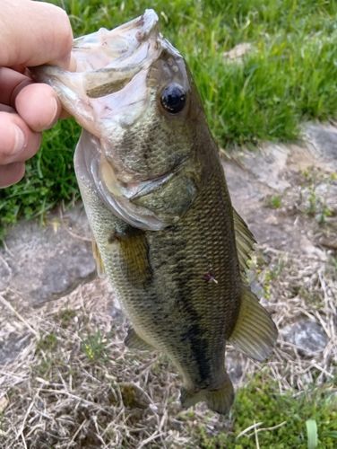 ラージマウスバスの釣果