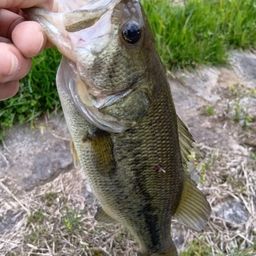 ラージマウスバス