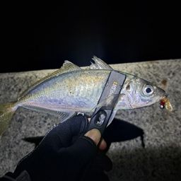 アジ