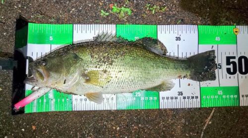 ブラックバスの釣果