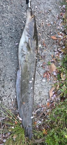 ニホンナマズの釣果
