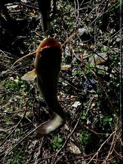 マナマズの釣果