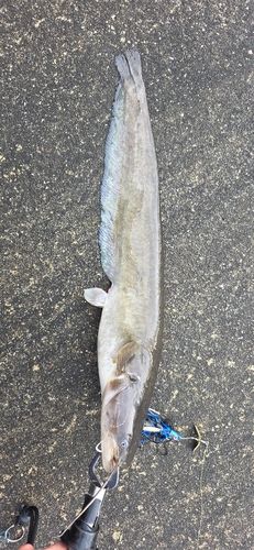 ニホンナマズの釣果