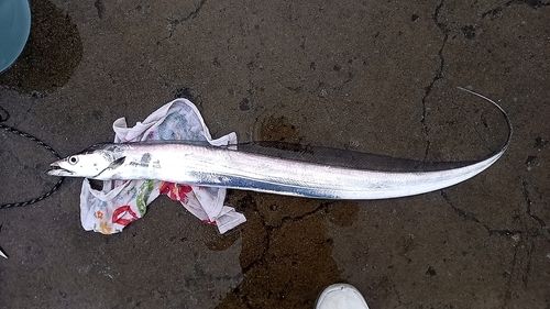 タチウオの釣果