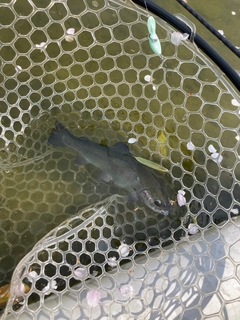 ニジマスの釣果