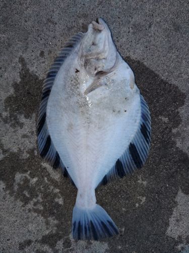 ヌマガレイの釣果