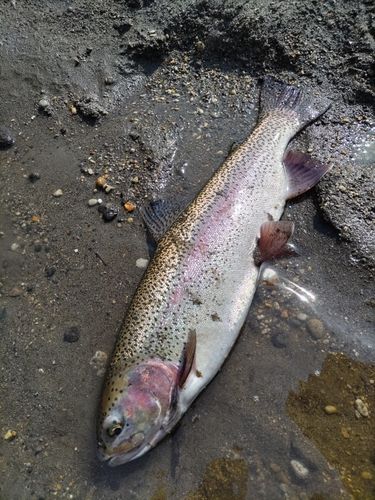 ニジマスの釣果