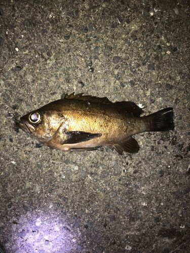シロメバルの釣果