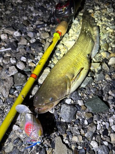 ナマズの釣果
