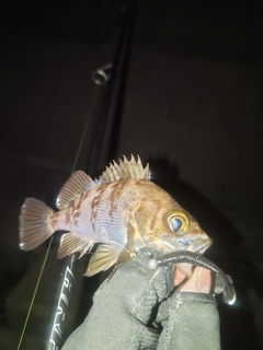 メバルの釣果