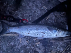 ボラの釣果