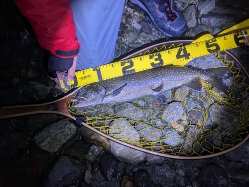 レイクトラウトの釣果