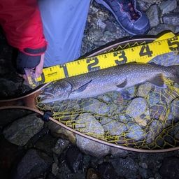 レイクトラウト