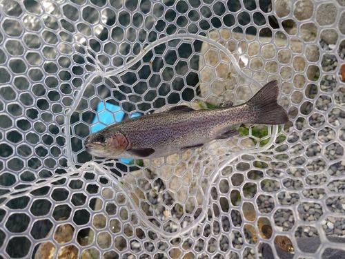 ニジマスの釣果