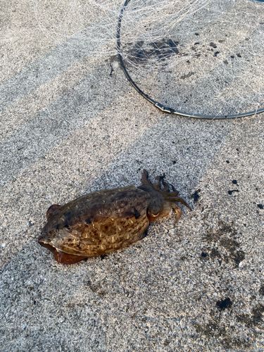 コウイカの釣果