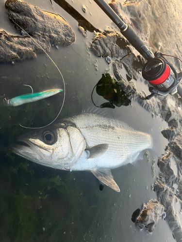 ヒラスズキの釣果