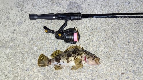 タケノコメバルの釣果