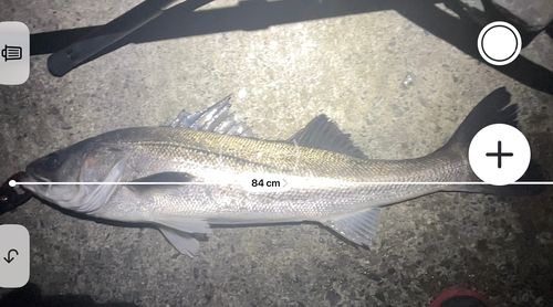 シーバスの釣果