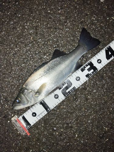 セイゴ（ヒラスズキ）の釣果