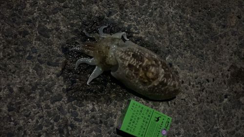 コウイカの釣果