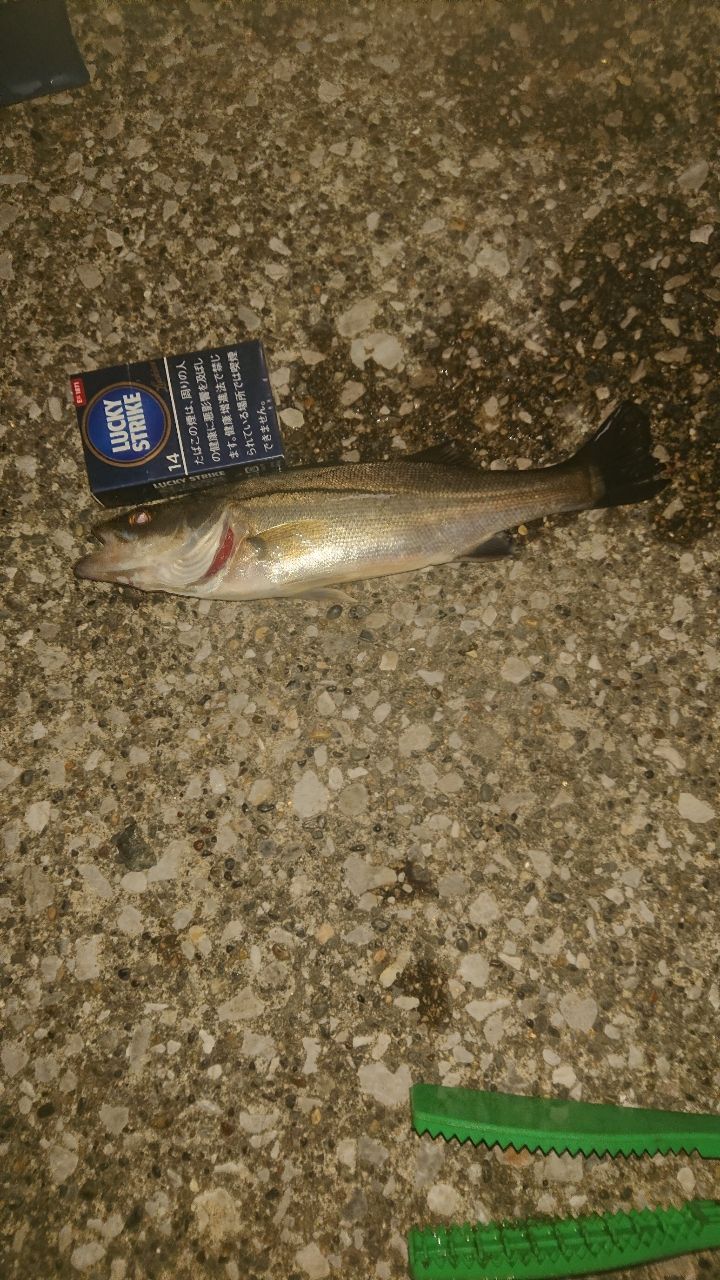 セイゴ（ヒラスズキ）