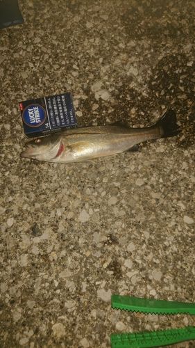 セイゴ（ヒラスズキ）