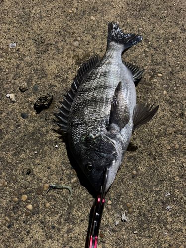 クロダイの釣果