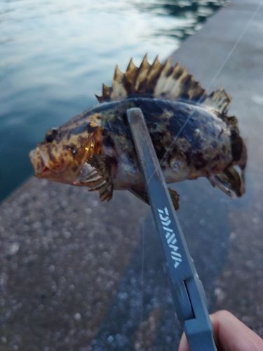 タケノコメバルの釣果