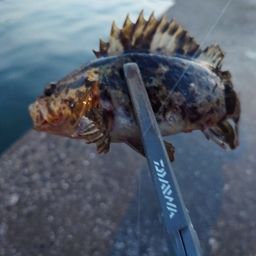 タケノコメバル