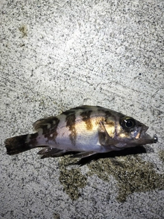 シロメバルの釣果
