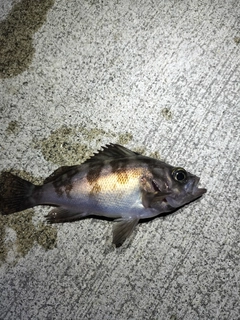 シロメバルの釣果