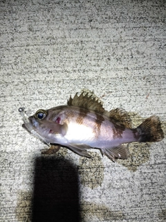 シロメバルの釣果