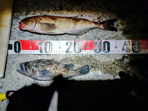 ホッケの釣果