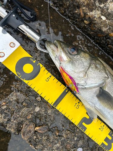 シーバスの釣果