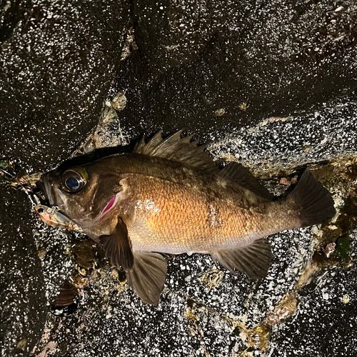 シロメバルの釣果