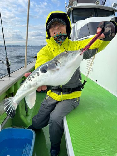 トラフグの釣果