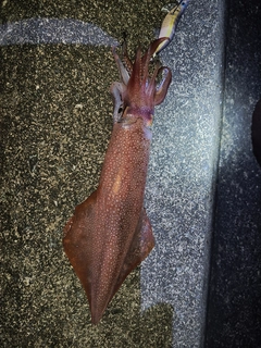 ケンサキイカの釣果