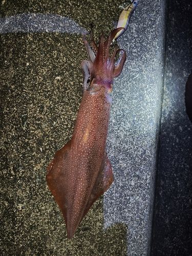 ケンサキイカの釣果