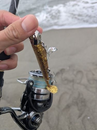 ボラの釣果