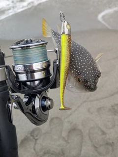 クサフグの釣果