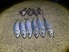 アジの釣果