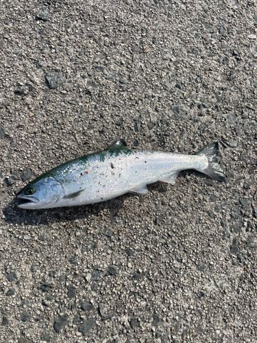 サクラマスの釣果