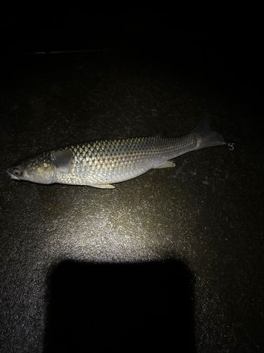 ボラの釣果