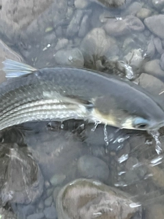 ボラの釣果