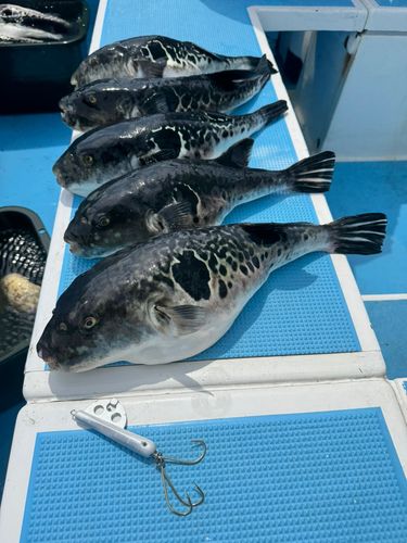 トラフグの釣果